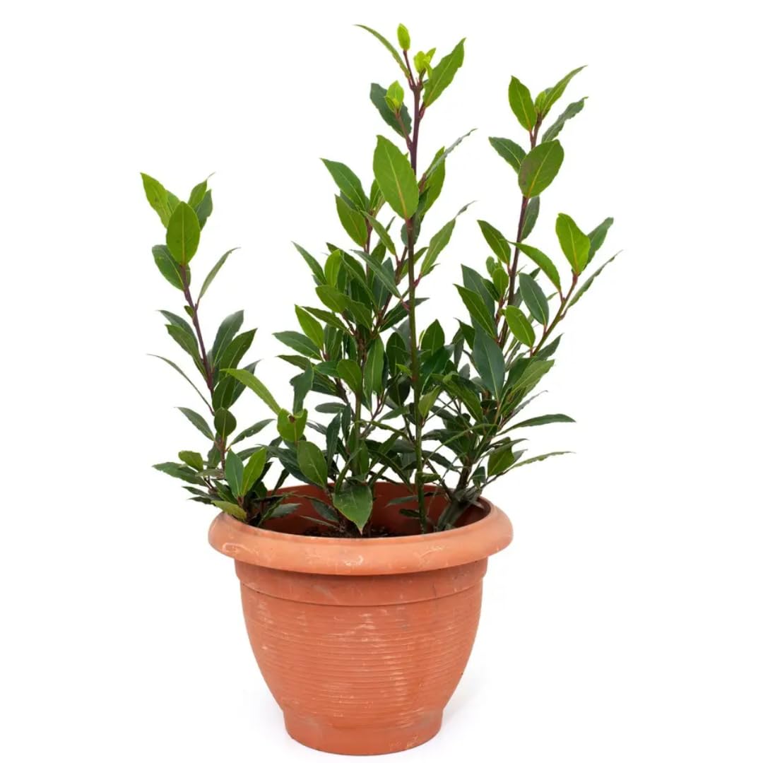 Bay Leaf Live Plant 8-12 inch 4 inch Pot