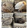 48 (+ Extras) Jumbo Coturnix Quail Fertile Hatching Eggs