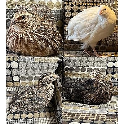 48 (+ Extras) Jumbo Coturnix Quail Fertile Hatching Eggs