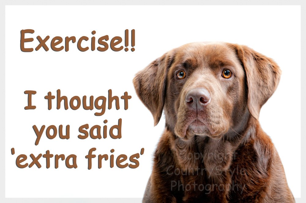 Countrystyle Gifts Brown Chocolate Labrador Retriever Dog Funny Fridge Magnet Lab Gift