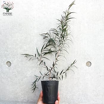 Amazon.co.jp: 黒葉ユーカリ ブラックテイル 3号ポット 1個売り【品種