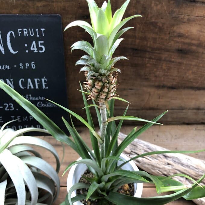 パイナップル畑様 リクエスト 7点 まとめ商品 パイナップル畑様 リクエスト 7点 まとめ商品 パイナップル様