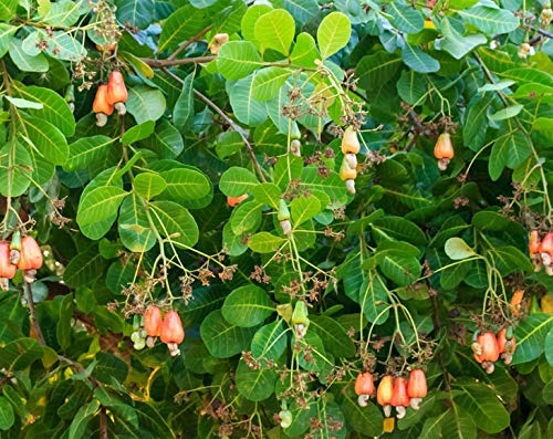 Miniatura 7 de Castaña de cajú orgánicas certificadas de Food to Live Certified W-240 (enteras, crudas)