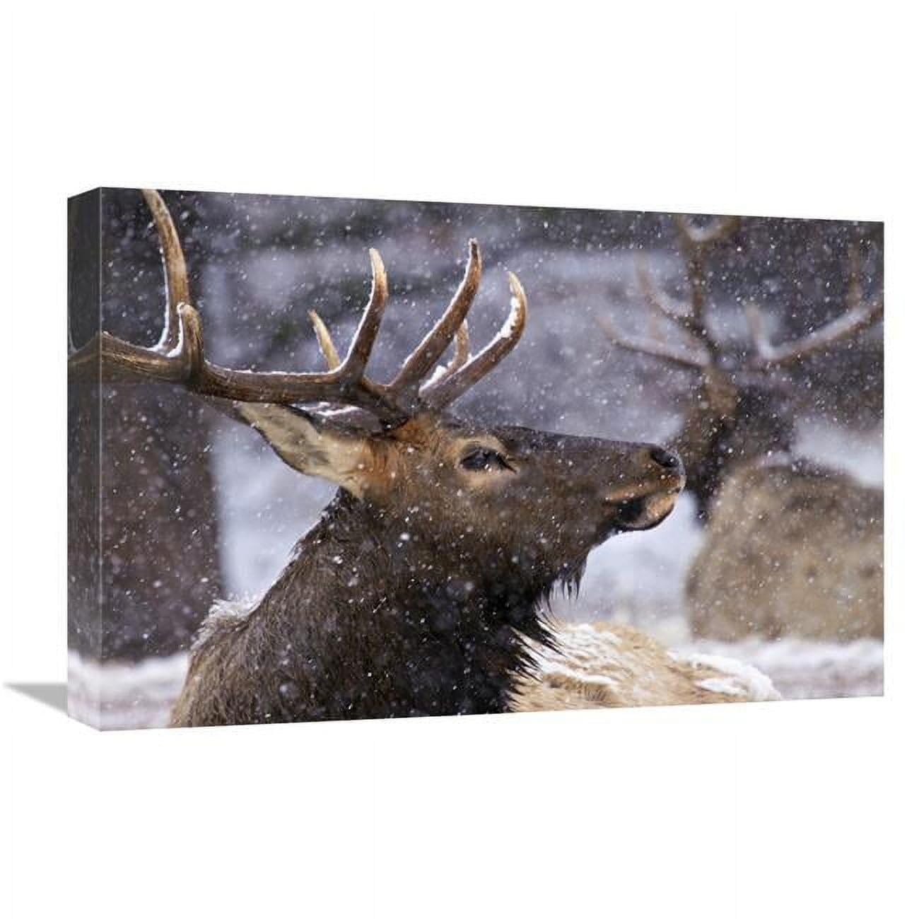 22 in. Gathering Snow Art Print - Vic Schendel