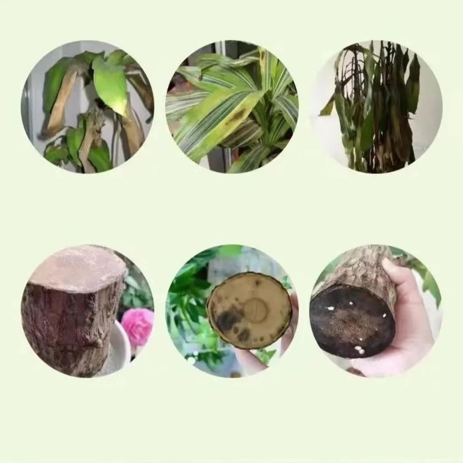 Alimento para plantas de madera brasileña, fertilizante líquido de bambú de 100ml, fertilizante para plantas de interior de madera brasileña de la suerte, fertilizante líquido para plantas de interior