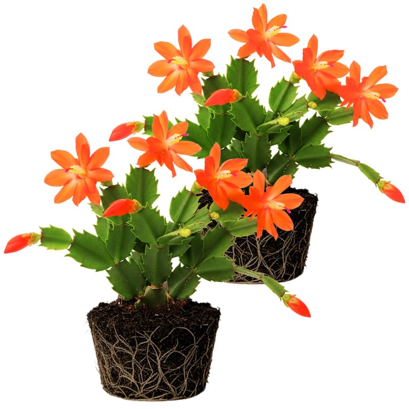 2 Orange Christmas Cactus Plants Live, 4 to 7 Inch
