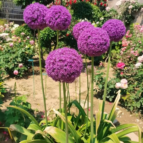 Allium Bulbs, naturalized Garden Filler, Mixed Border Accent, Mass Planting Bulb, Seasonal Interest Plant 8pcs