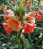 Orange MEXICAN EVENING PRIMROSE 