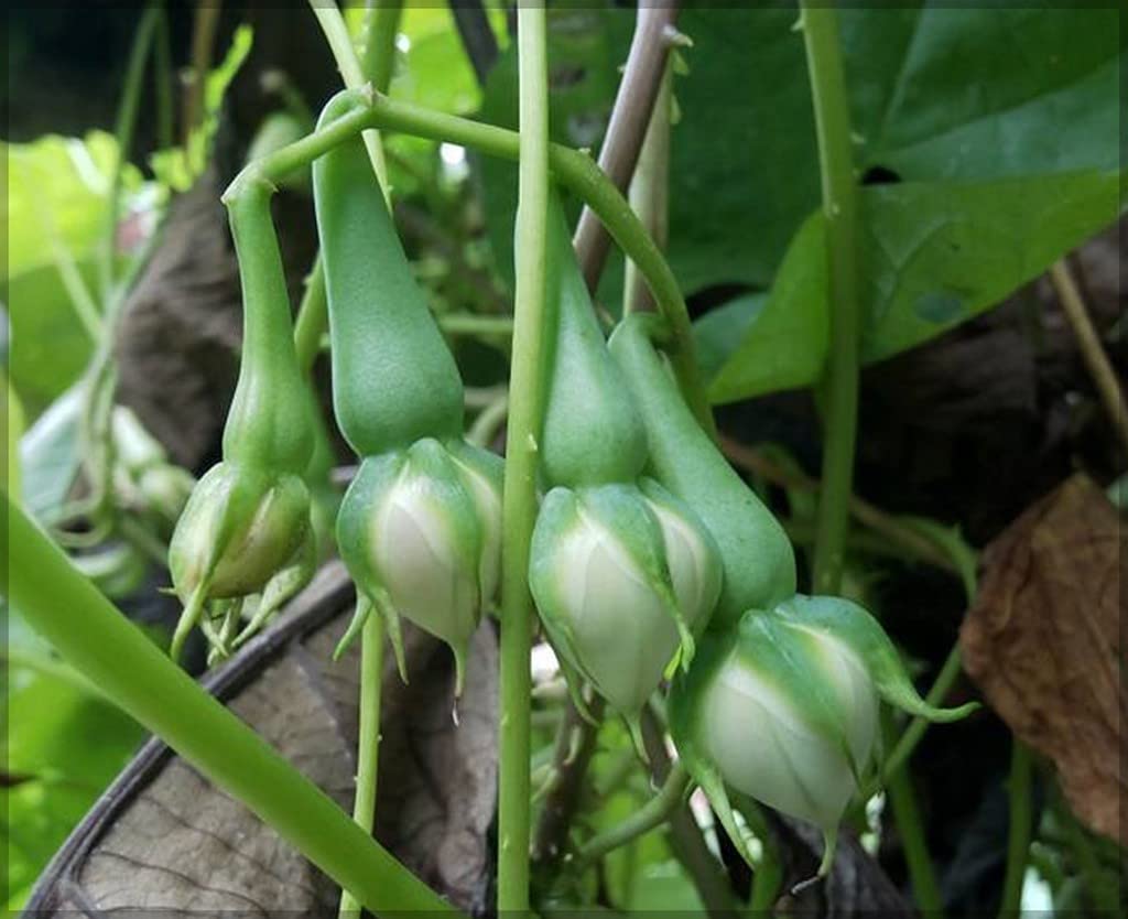 Creative Farmer Nithya Vazhuthaa Seeds - 20 Seeds Clove Beans, Ipomoea Muricata Vazhuthana Mookuthi Avarai Rarest Vegitable Seed- 10 For Growing (B09SDB3QYX) Amazon Price History, Amazon Price Tracker