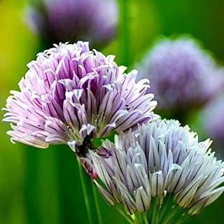 10pcs Allium Bulbs for Planting Eye-catching Color The Breath of Spring Courtyard Scenery Home Garden Year-Round Sowing Harvest Every Year