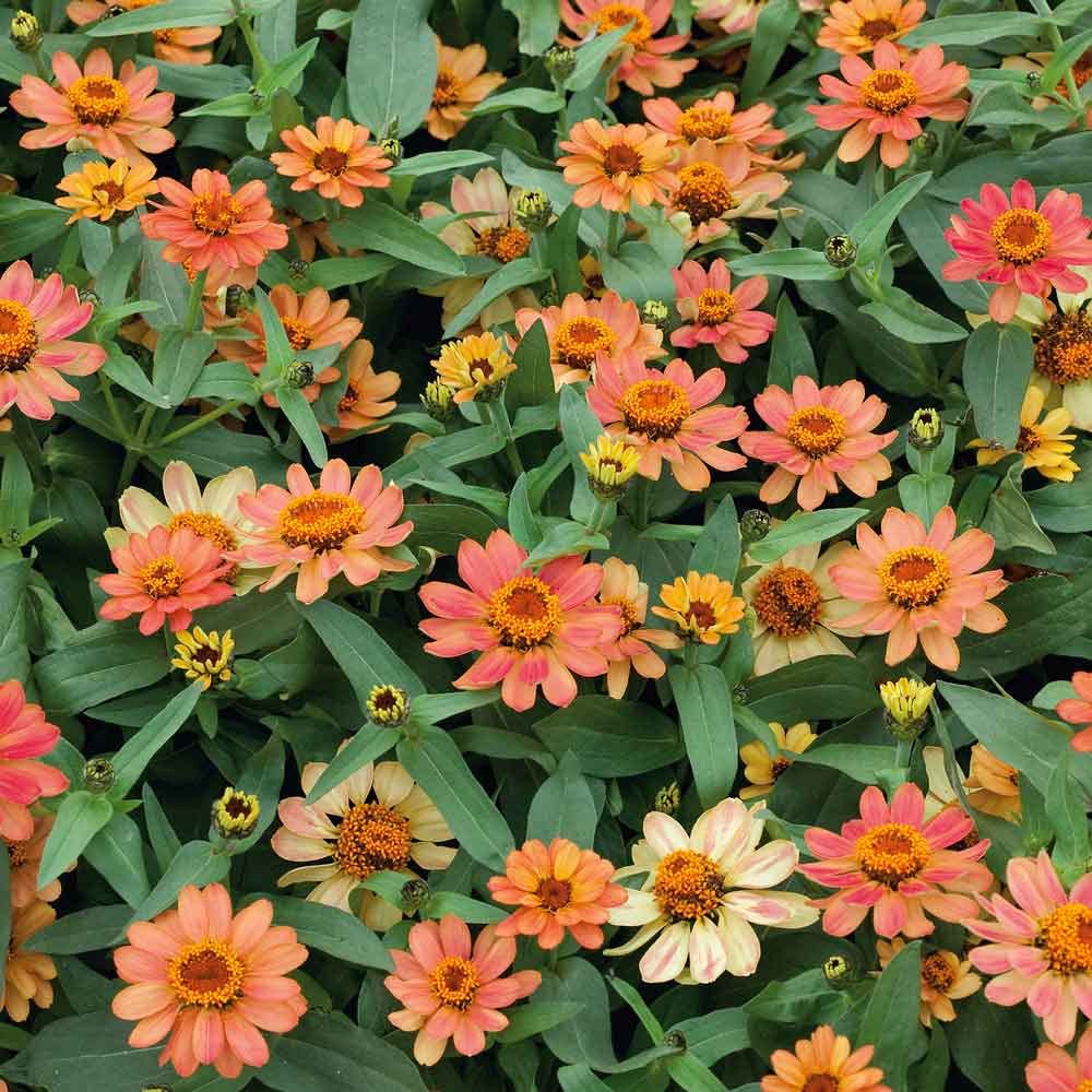 Eden Brothers Zinnia Seeds - Profusion Apricot, Non-GMO Seeds for Planting, Packet | Low-Maintenance Flower Seeds, Plant During Spring, Zones 2, 3, 4, 5, 6, 7, 8, 9, 10