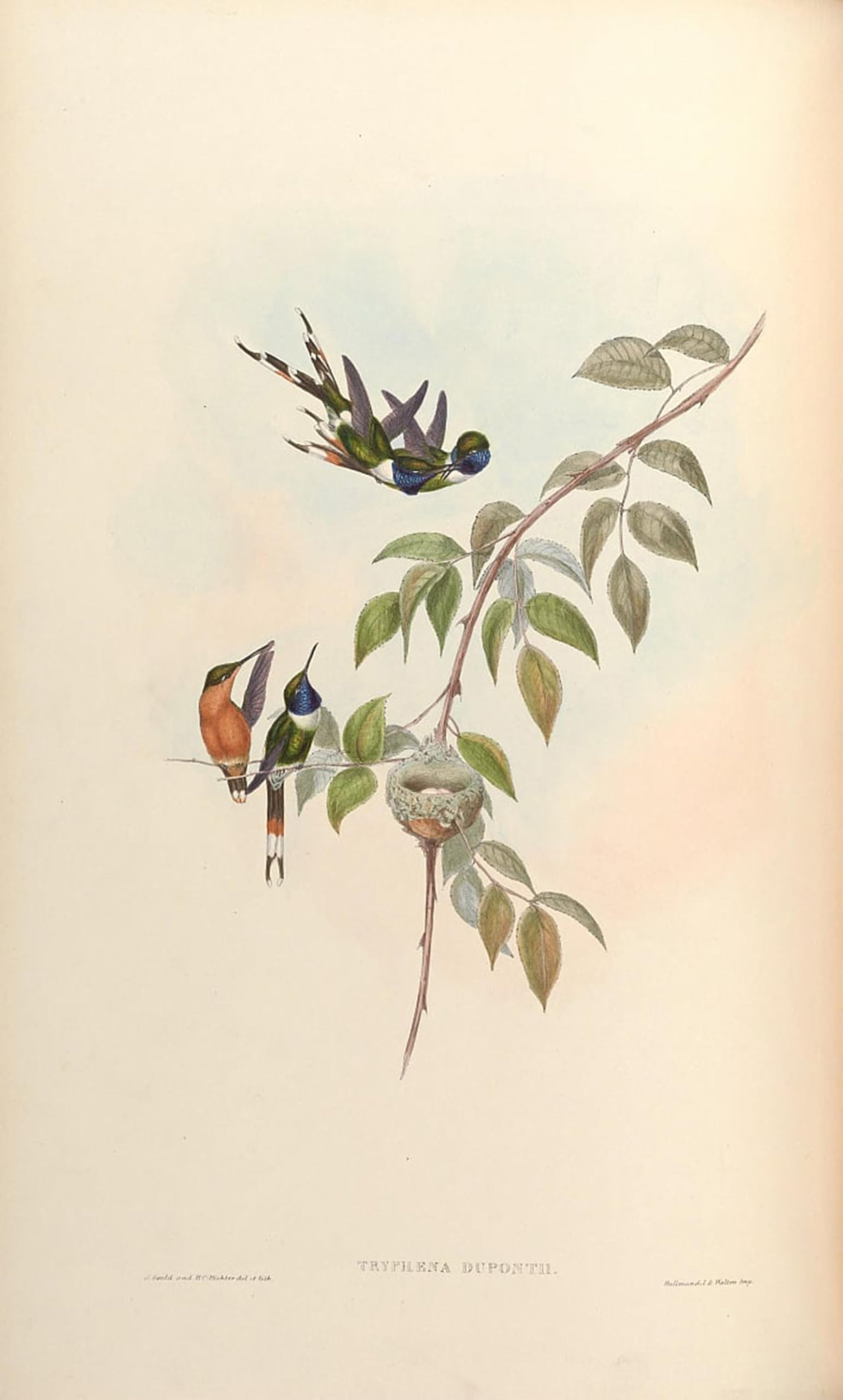 Affiche impression oiseau Tryphaena Gould toile 60x90cm