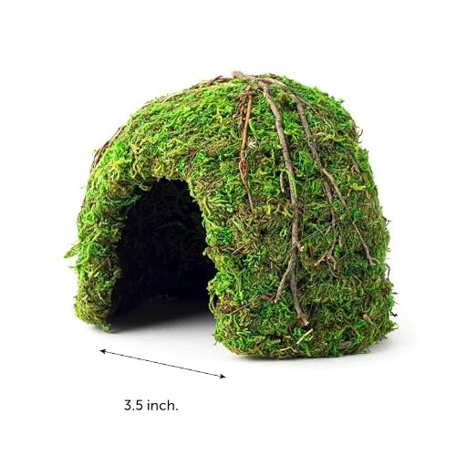 Galapagos (05366 Mossy Dome Hide, 6 in, Galápagos Green - Thumbnail 4