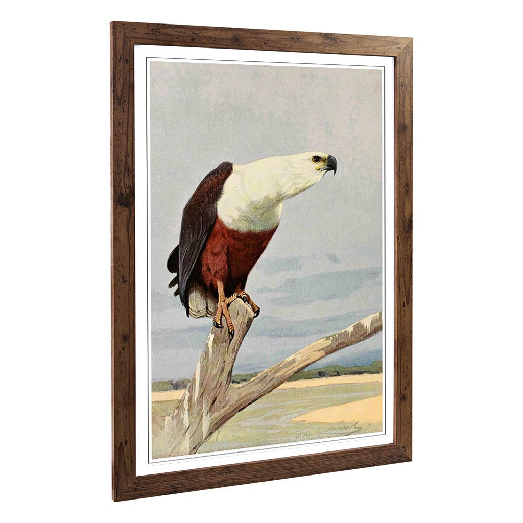 Big Box Art Framed Print of Vintage W Kuhnert African Fish Eagle Design | Wall Art Picture | Home Decor for Kitchen, Living Room, Bedroom, Hallway, Walnut, A2 / 24.5x18 Inch / 62x45cm