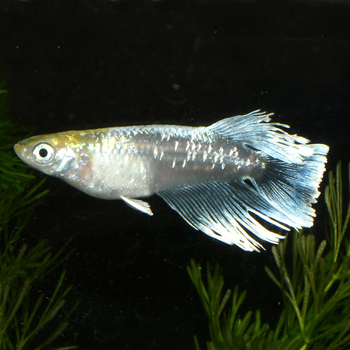 Amazon | 【 餌 おまけ付き 】ラメ 高級 メダカ 生体 稚魚 エメキン 10