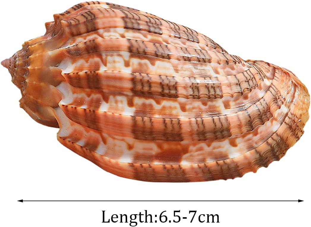 Large Natural Conch Shell,Ocean Conch, 1Pc 6.5-7Cm Large Natural Rare Real Sea Shell Conch Home Fish Tank Marine Decoration Seashell Wedding Festival Party