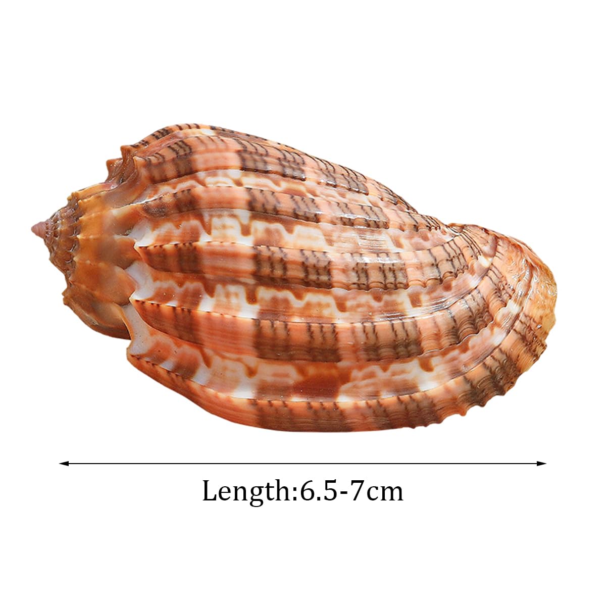 Amazon.co.jp: 1Pc 6.5-7 センチメートル大ナチュラルレア本物の貝殻