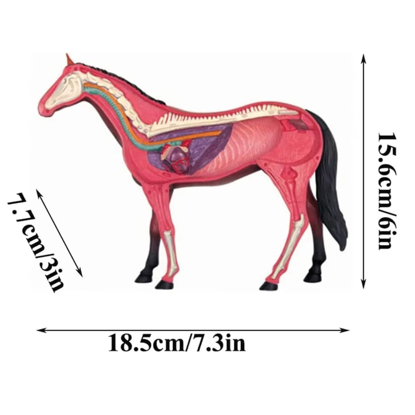 Modelo de Anatomía de Caballo Desmontable 4D, Modelo de Esqueleto de Animal Desarmable de 26 Partes para Enseñanza y Entrenamiento en Clínica Veterinaria