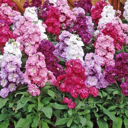 See full amazon price history chart for Flare Seeds | Stock Flower Mixed Seeds | Pack of 226 Seeds Flare Seeds | Stock Flower Mixed Seeds | Pack of 226 Seeds (B09BWX71YD) Amazon Price History, Amazon Price Tracker