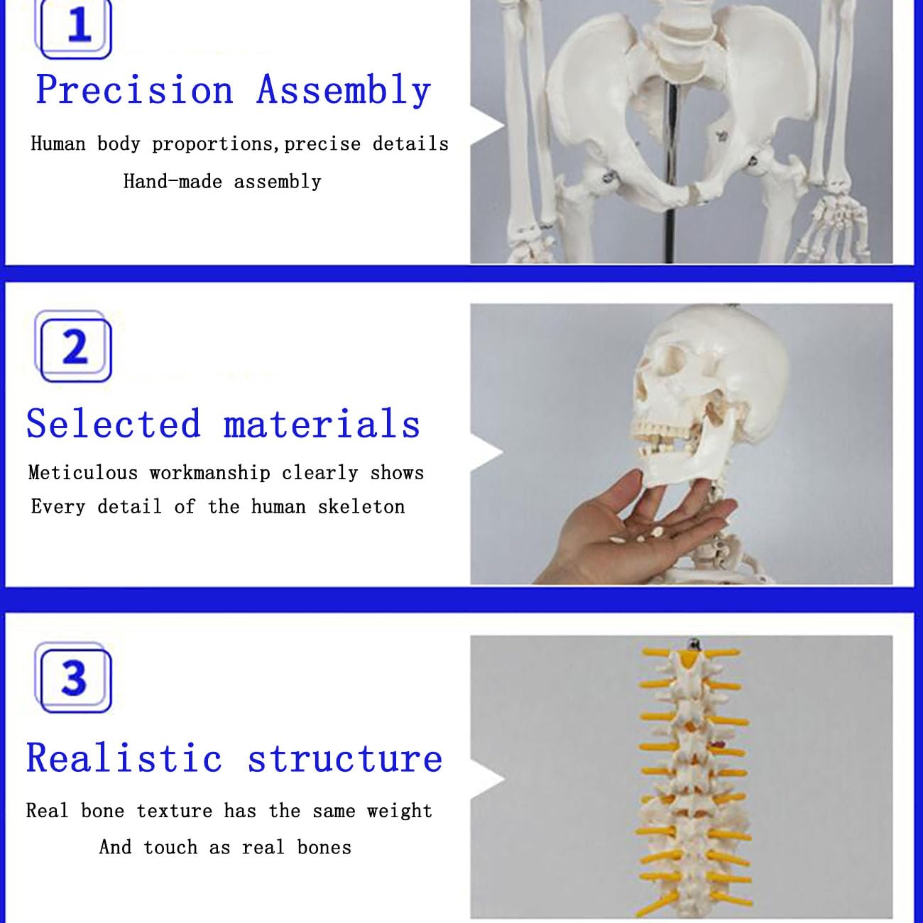 Model szkieletu ludzkiego o długości 85 cm z nerwami i naczyniami — anatomiczny układ szkieletowy z PVC