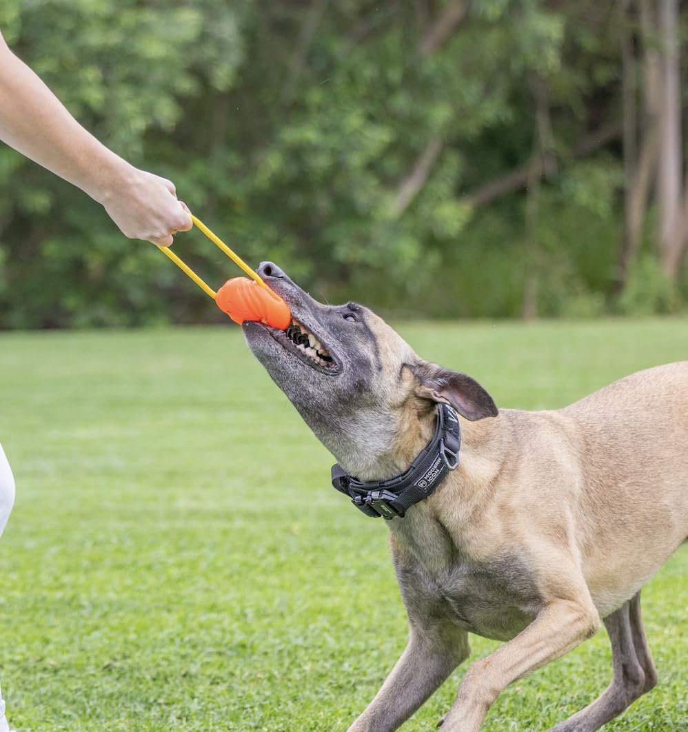 Project Hive - Pelota para perros | Pelota grande para perros | Juguetes interactivos para perros compatibles con lanzador de bolas de perro Hive Zoomer para perros grandes | Pelotas para perros