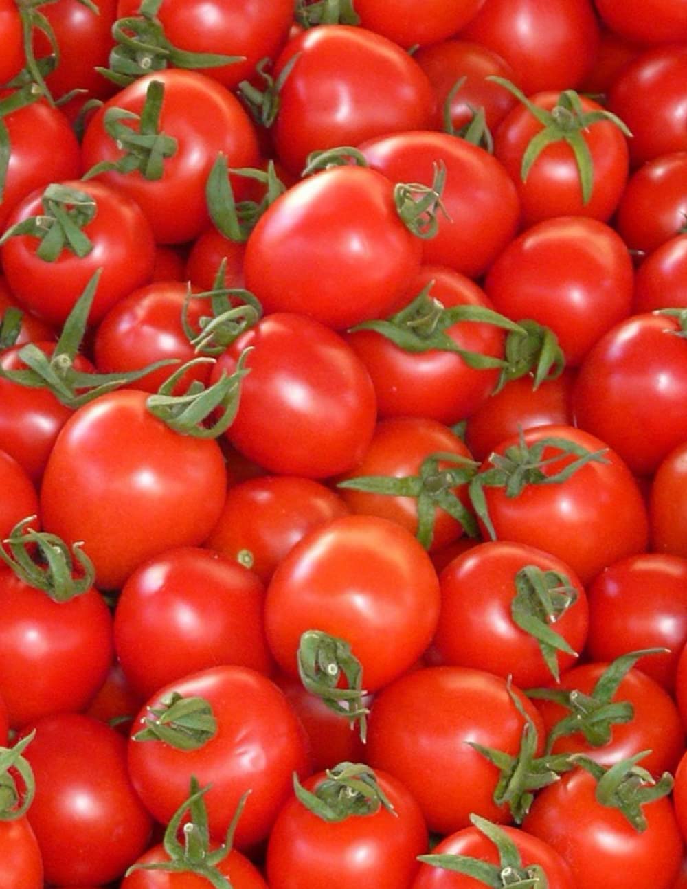 Tomato Notebook: 120 pages lined paper 8.5"x11" Tomato Theme