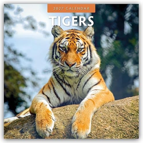 Tigers 2027 Square Wall Calendar