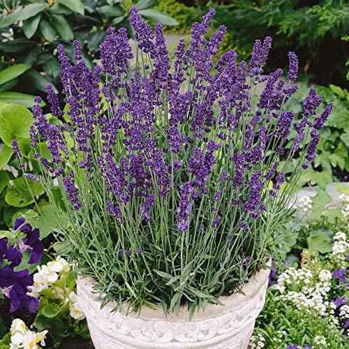 Vera Lavender Herb, 1000+ Premium Heirloom Seeds, Beautiful Addition to Your Home herb