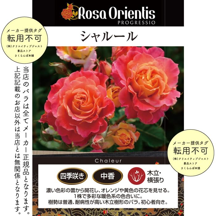 Amazon.co.jp: ［ シャルール 6号鉢 大苗 予約 ］ 鉢植え バラ 薔薇