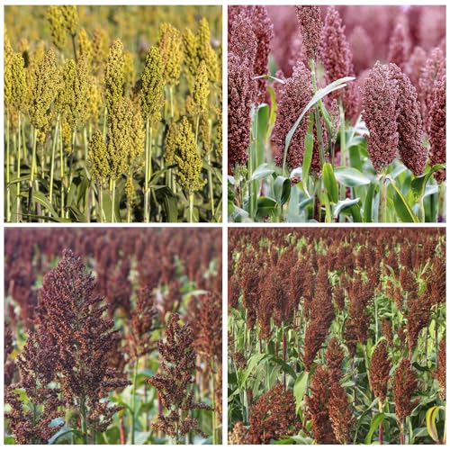 155+ Sugar Cane Sorghum Seeds for Planting-Non-GMO Heirloom Plant Seeds Garden Outdoor