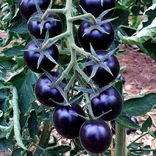 Rare Purple Blue Indigo Rose Tomato About 20 Seeds #TOP7