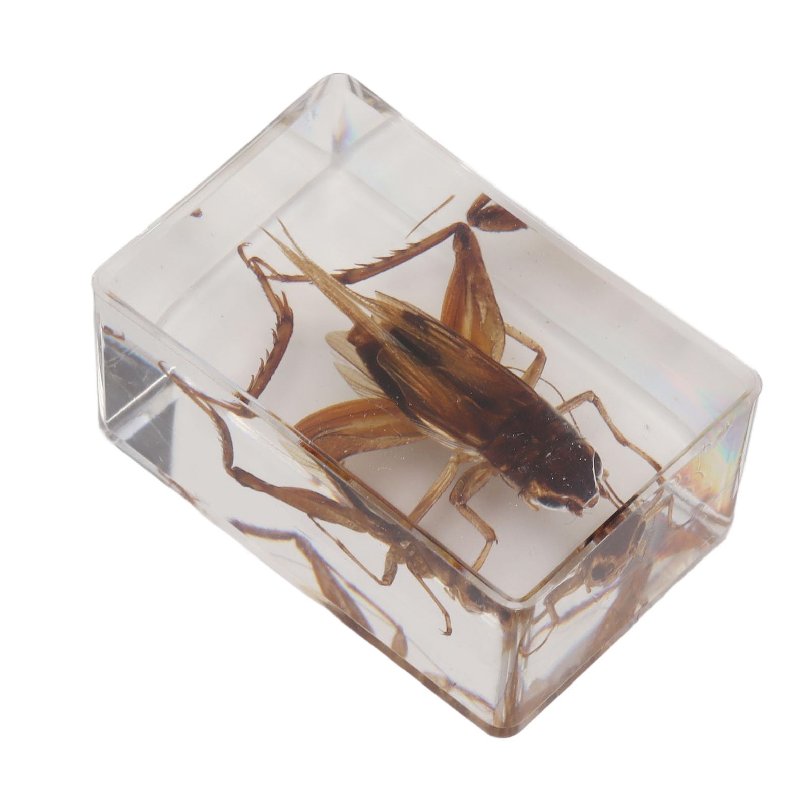 12 muestras de insectos reales de resina transparente para ciencia, educación, aula, muestras de insectos, decoración de mesa