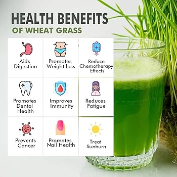 wheatgrass powder benefits () wheatgrass powder benefits