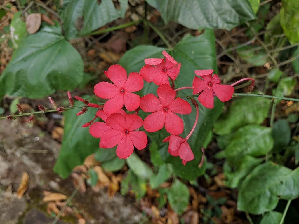 Ohhsome Plumbago Indica Perennial Shrub Koduveli Plant (Healthy Live Plant)