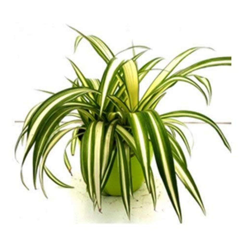 Creative Farmer Live Plant Indoor Exotic Spider (Chlorophytum) Most Adaptable Of Houseplants, (1 Healthy Live Fruit Plant) (B08P5SKW38) Amazon Price History, Amazon Price Tracker
