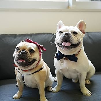 ペット用リボンピンク 816rs-IqMcL._AC_UL210_SR210,