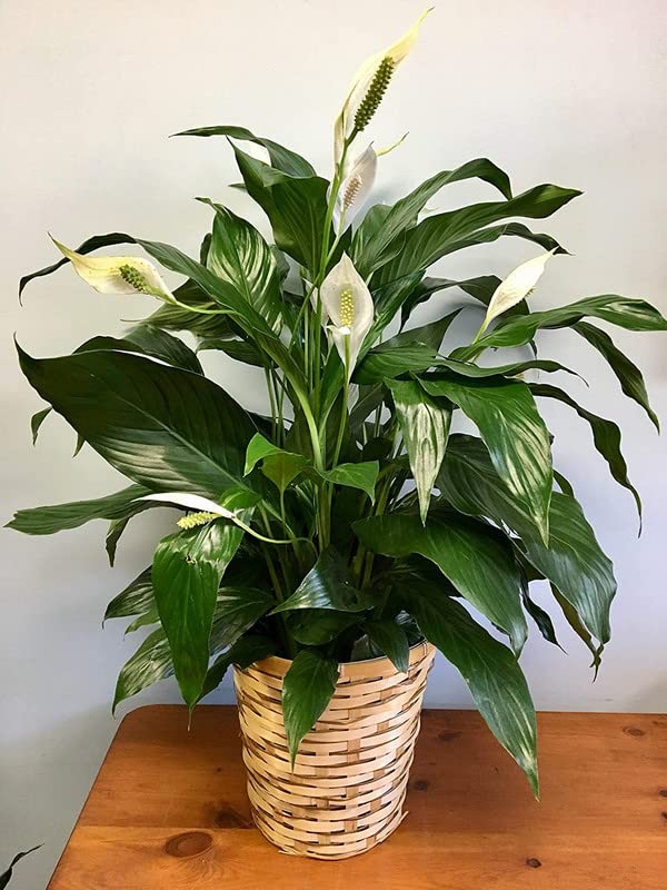 Trendygreen Live Spathyphyllum (Peace Lily) Indoor Plants, Air Purifier, Low Maintenance For Living Rooms And Offices (B0BHDSXHMR) Amazon Price History, Amazon Price Tracker