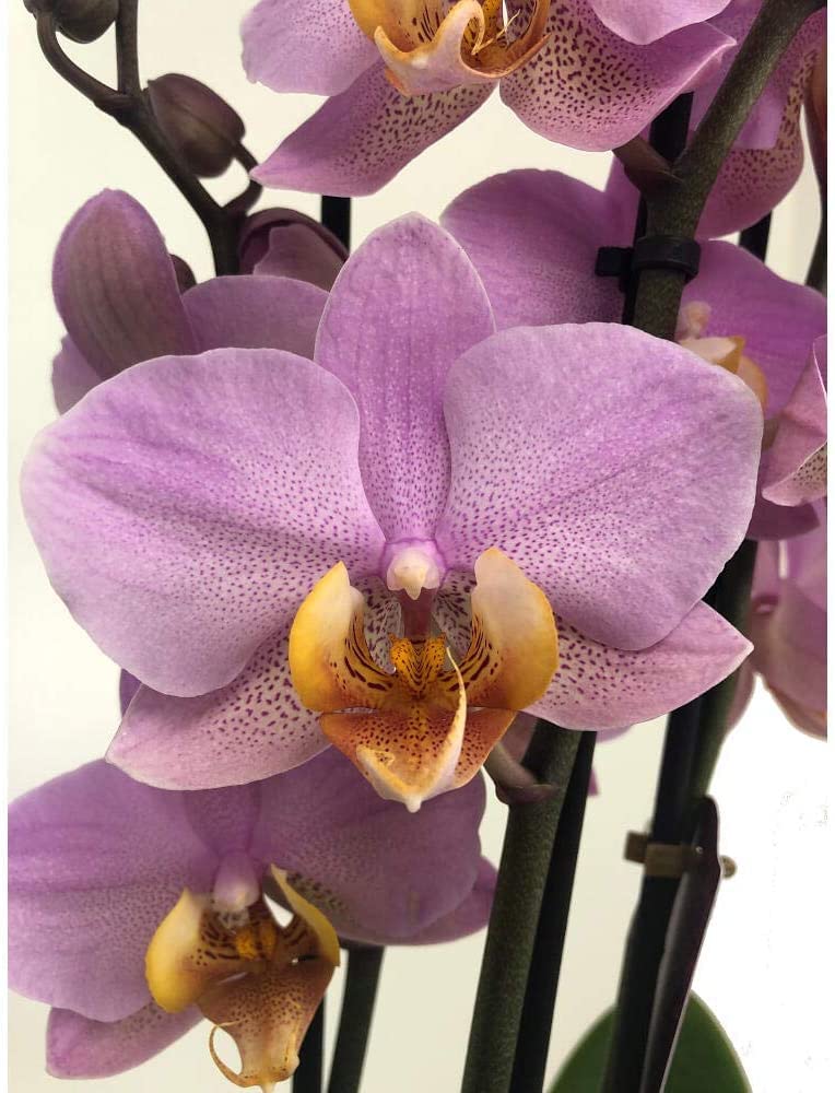 ORCHIDÉE NATURELLE PHALAENOPSIS ROSE ET JAUNE BEAUMONT 75CM 3-4 TIGES M12