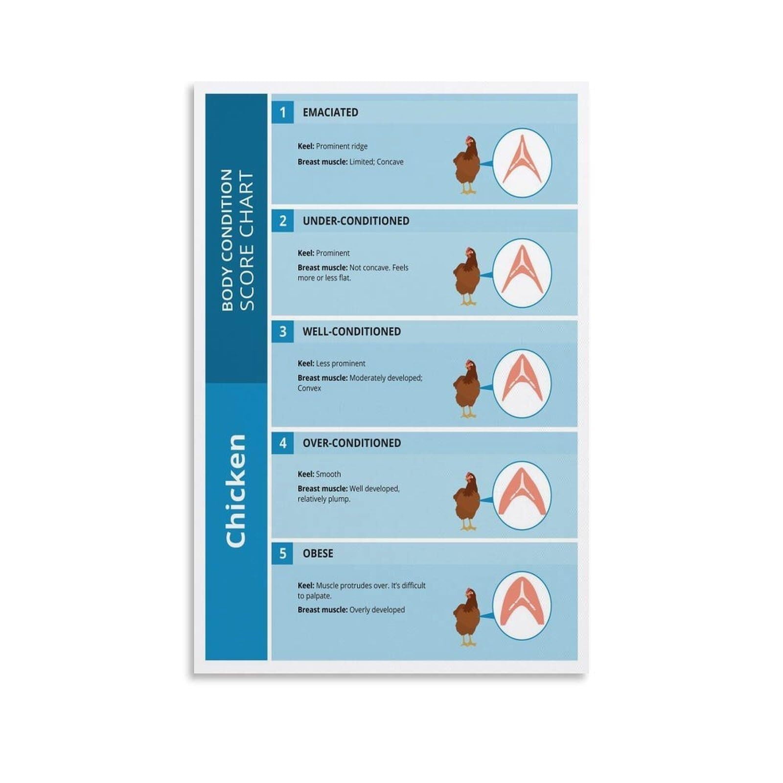 REIUAFWYGV Backyard Chickens Guide Poster Chicken BCS Chart Body Condition Score Wall-Art for Coop Barn Classroom