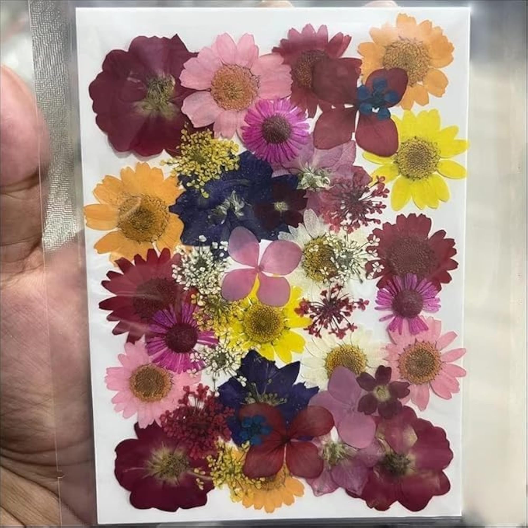 Natural Dried Pressed Flowers, Multi Color Mixed Daisies for Crafts