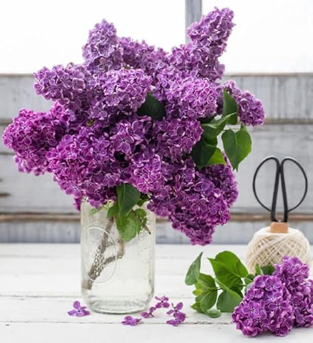 Two Pack Of Common Old Fashioned Lilac Bushes - Fragrant Lavender Purple Flowers - 2 Live Plants 1 To 2 Feet Tall - Attract Hummingbirds And Butterflies #TOP1