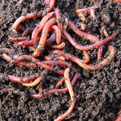 Tierra Viva Lombriz Roja Californiana 150 Lombrices