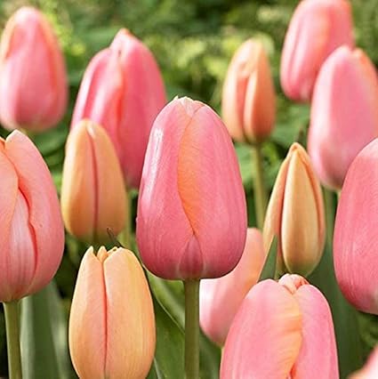 Amazon チュウリップ球根 特に 庭園 綺麗な 美しい色 春の園芸植物 花の球根 庭の装飾植物 ハーブ 球根 花 Amazon チュウリップ球根 特に 庭園 綺麗な 美しい色 春の園芸植物 花の球根 庭の装飾植物 ハーブ 球根 花