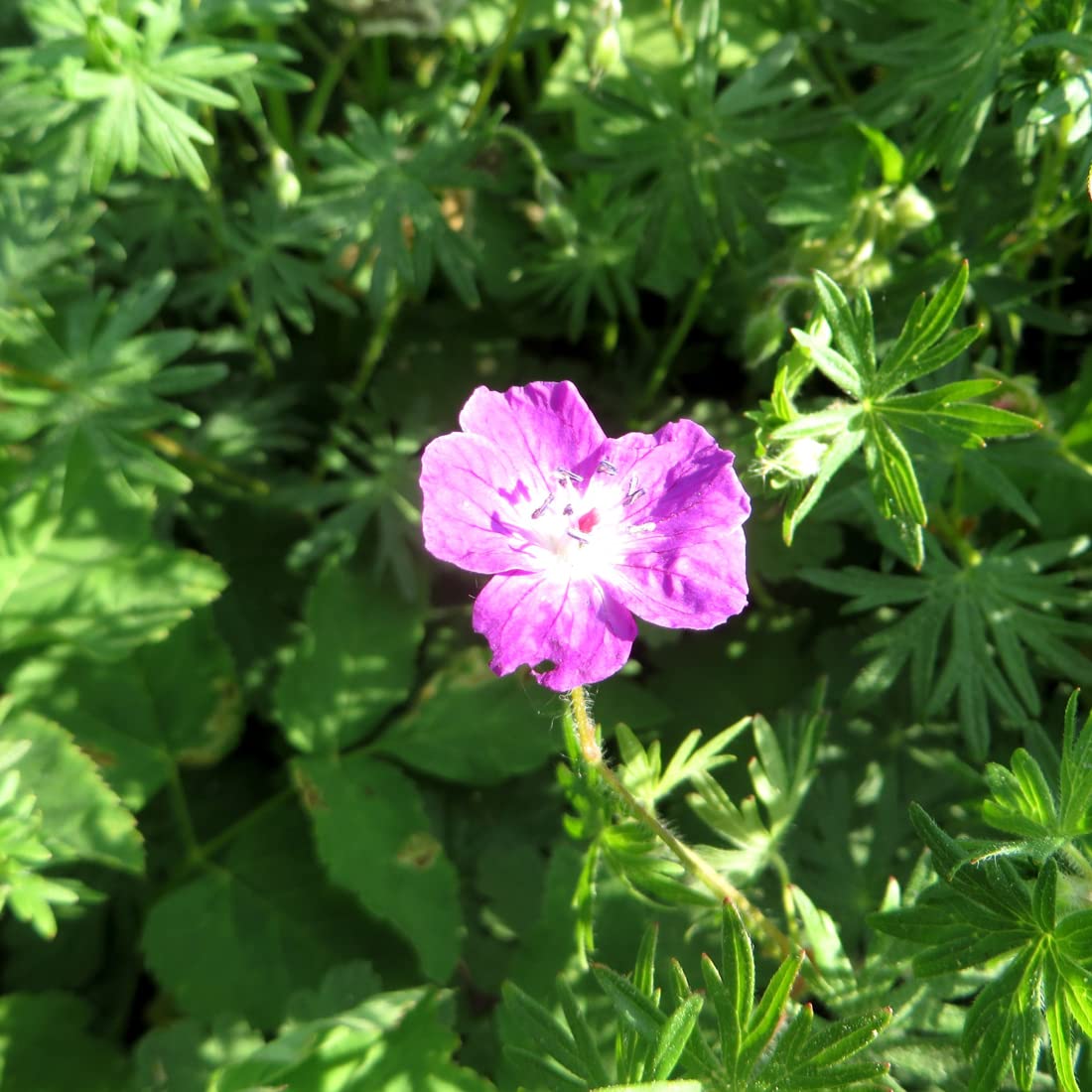 6 x Géranium vivace rhizomateux - Geranium Macrorrhizum - Godet 9x9cm - Fleurs rose pâle, feuillage persistant, massifs