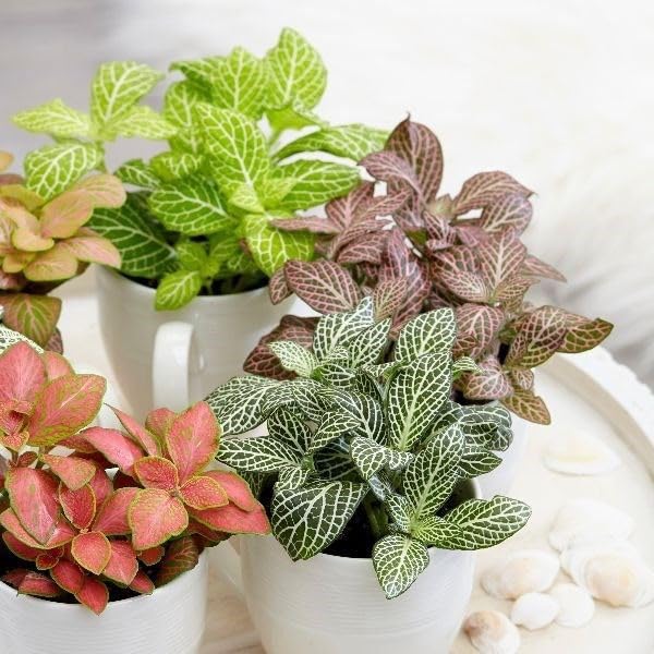 SVG® Fittonia flower plants seeds For Your Home & Garden pack of 100 seeds (MULTICOLOR) (B0D3RP9H2J) Amazon Price History, Amazon Price Tracker