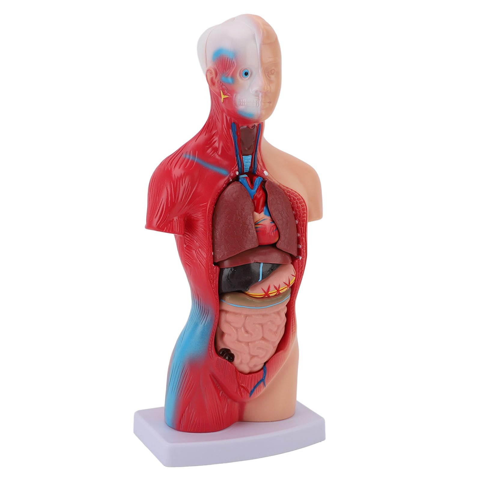 Yosoo Health Gear Modello Anatomia Umana, 15 Pezzi Organi Staccabili 28cm