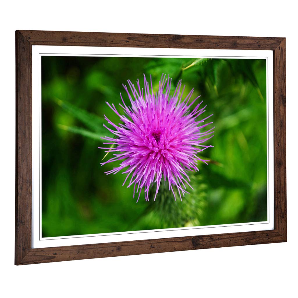 Big Box Art Framed Print of Thistle Flower (1) Design | Wall Art Picture | Home Decor for Kitchen, Living, Dining Room, Lounge, Bedroom, Hallway, Office, Walnut, A2 / 24.5x18 Inch / 62x45cm