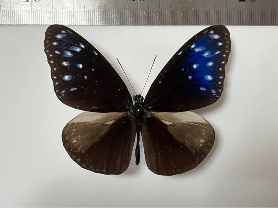 標本 masa アカボシゴマダラ 標本 <0729z蝶標本> 【命を奪わない標本