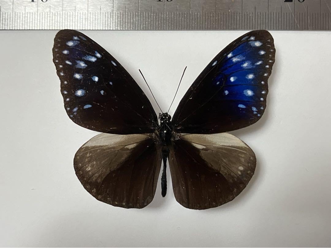 ツマムラサキマダラ  造形作品　粘土造形　昆虫　模型　蝶 i-img1200x793-