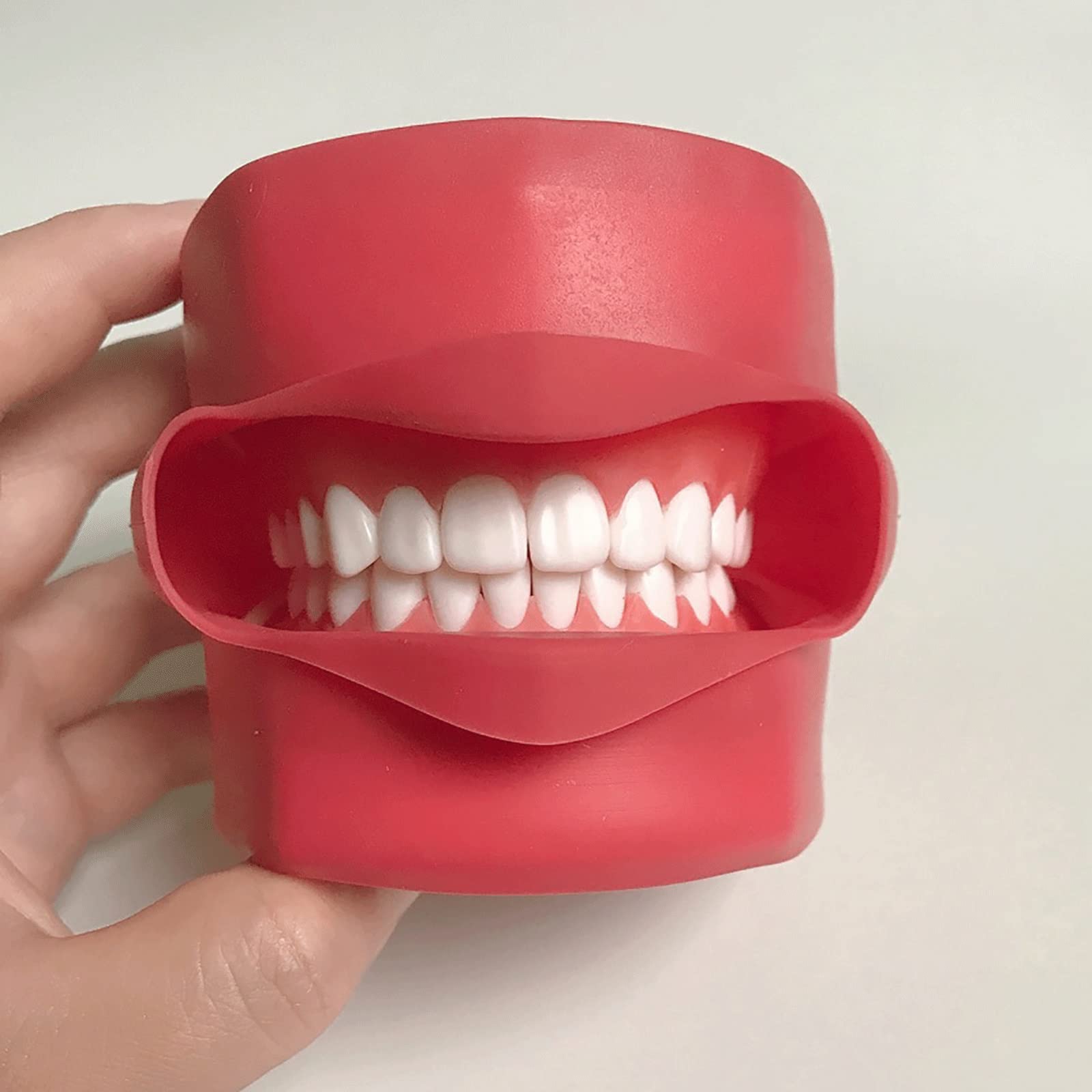 Modèle De Dents Dentaires, Modèle Orthodontique, Modèle D'Étude des Dents Dentaires avec Dents Amovibles pour l'enseignement Dentaire Et Médical.